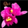 Orchid - 1995